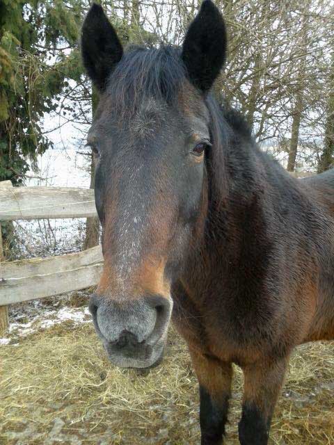 Stute Belana / © 2015 Privat