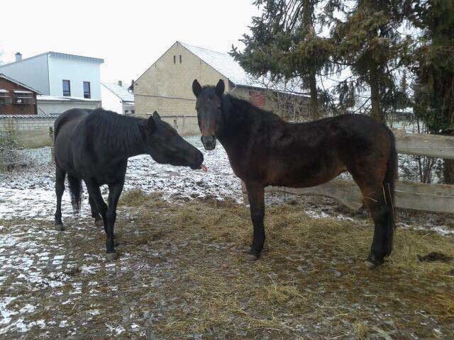 Stute Belana / © 2015 Privat