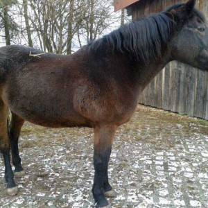 Stute Belana / © 2015 Privat