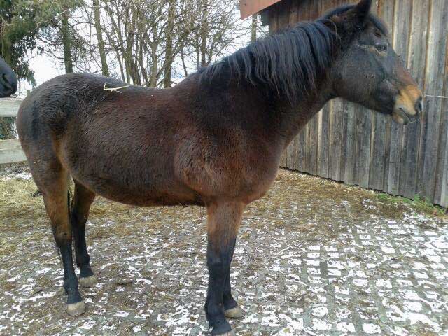 Stute Belana / © 2015 Privat