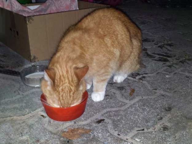 Fundkater Wenigenhasungen / © 2015 Privat