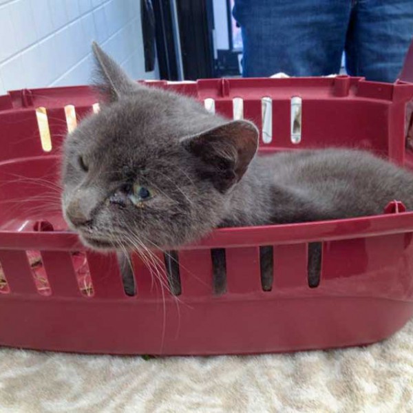 Durch Falle schwerverletzter Kater Durch Falle schwerverletzter Kater / © 2015 Arche KaNaum (DN)