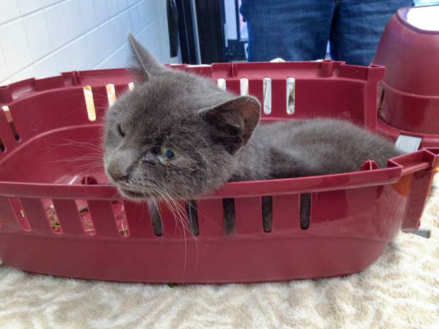 Durch Falle schwerverletzter Kater / © 2015 Arche KaNaum (DN)