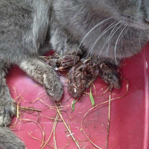 Durch Falle schwerverletzter Kater Durch Falle schwerverletzter Kater / © 2015 Arche KaNaum (DN)