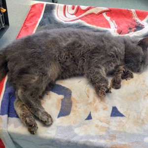 Durch Falle schwerverletzter Kater Durch Falle schwerverletzter Kater / © 2015 Arche KaNaum (DN)