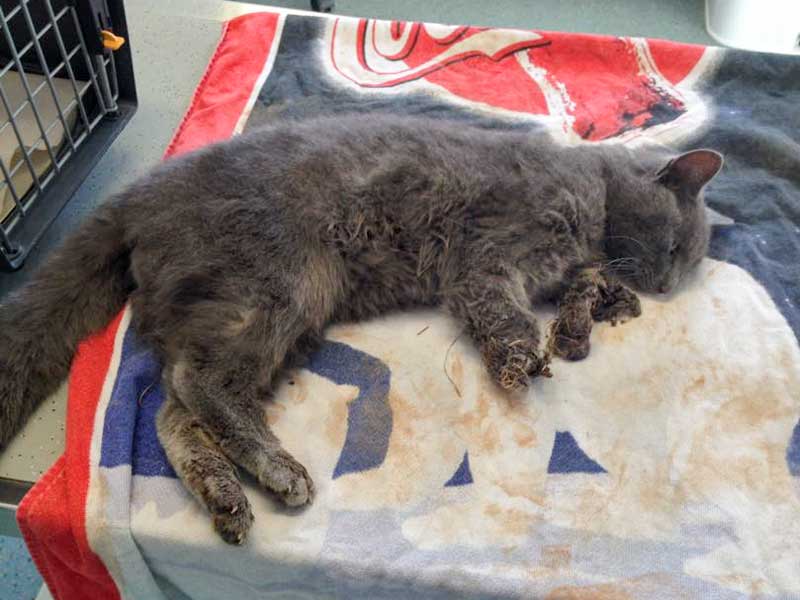 Durch Falle schwerverletzter Kater / © 2015 Arche KaNaum (DN)