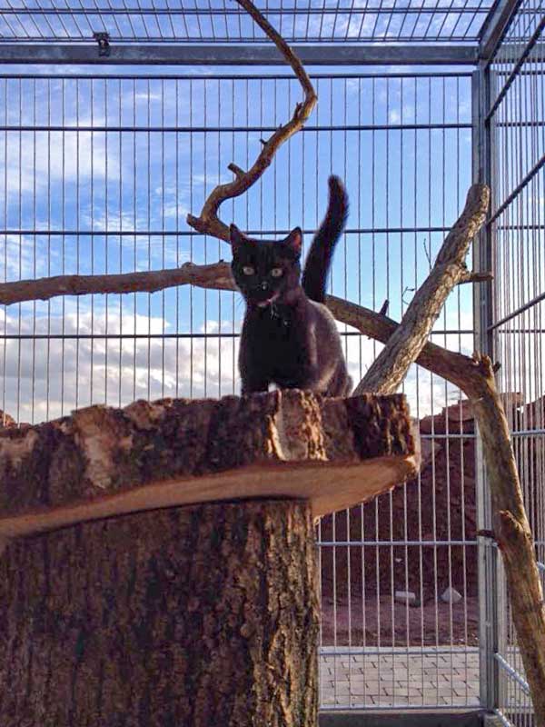 Diego testet die neuen Kratzbäume / © 2015 Arche KaNaum (DN)