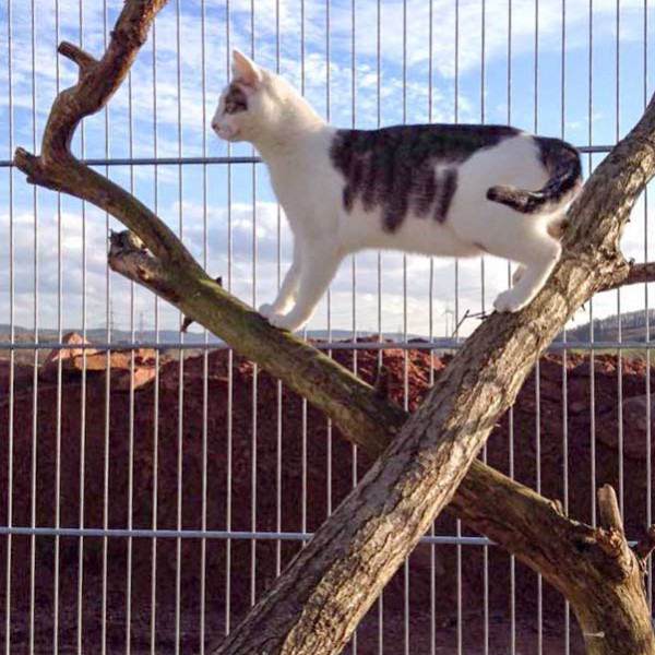 Belly testet die neuen Kratzbäume Belly testet die neuen Kratzbäume / © 2015 Arche KaNaum (DN)
