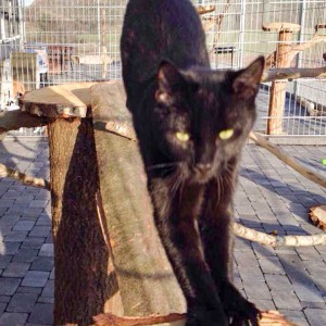 Diego testet die neuen Kratzbäume Diego testet die neuen Kratzbäume / © 2015 Arche KaNaum (DN)