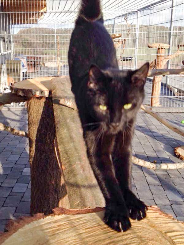 Diego testet die neuen Kratzbäume / © 2015 Arche KaNaum (DN)