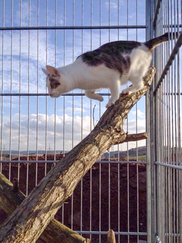Belly testet die neuen Kratzbäume / © 2015 Arche KaNaum (DN)