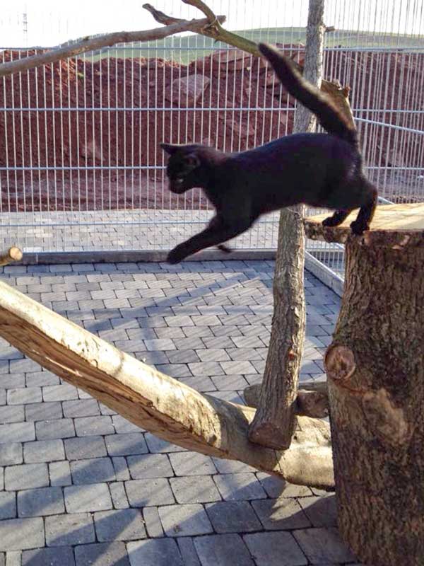 Diego testet die neuen Kratzbäume / © 2015 Arche KaNaum (DN)