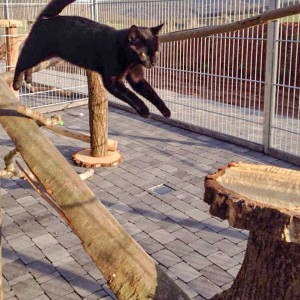 Diego testet die neuen Kratzbäume Diego testet die neuen Kratzbäume / © 2015 Arche KaNaum (DN)