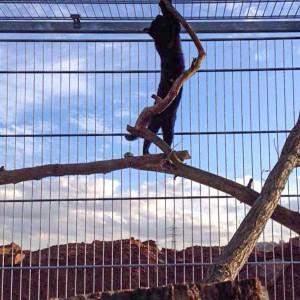 Diego testet die neuen Kratzbäume Diego testet die neuen Kratzbäume / © 2015 Arche KaNaum (DN)