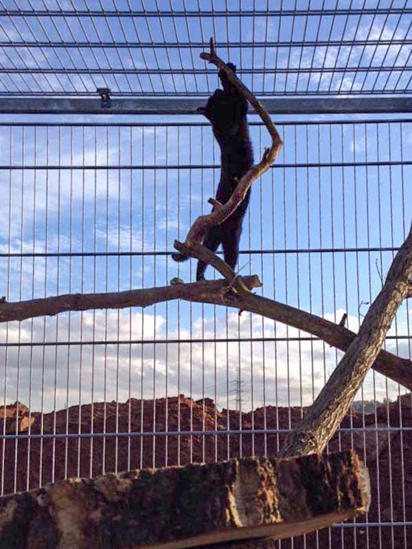 Diego testet die neuen Kratzbäume / © 2015 Arche KaNaum (DN)