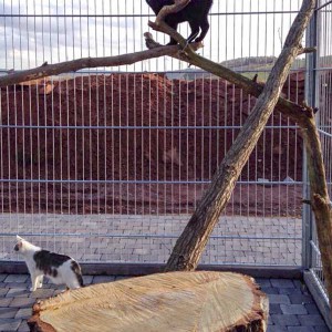 Diego und Belly testen die neuen Kratzbäume Diego und Belly testen die neuen Kratzbäume / © 2015 Arche KaNaum (DN)