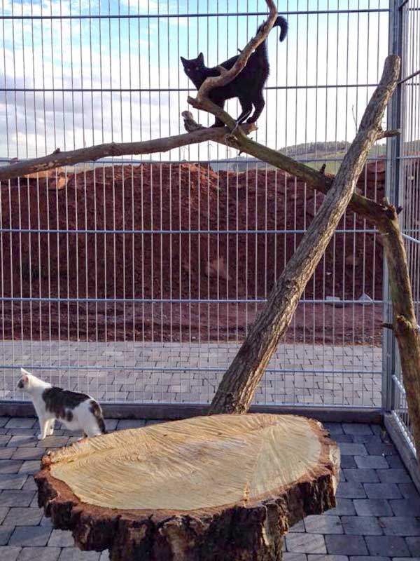 Diego und Belly testen die neuen Kratzbäume / © 2015 Arche KaNaum (DN)