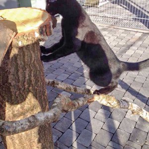 Diego testet die neuen Kratzbäume Diego testet die neuen Kratzbäume / © 2015 Arche KaNaum (DN)