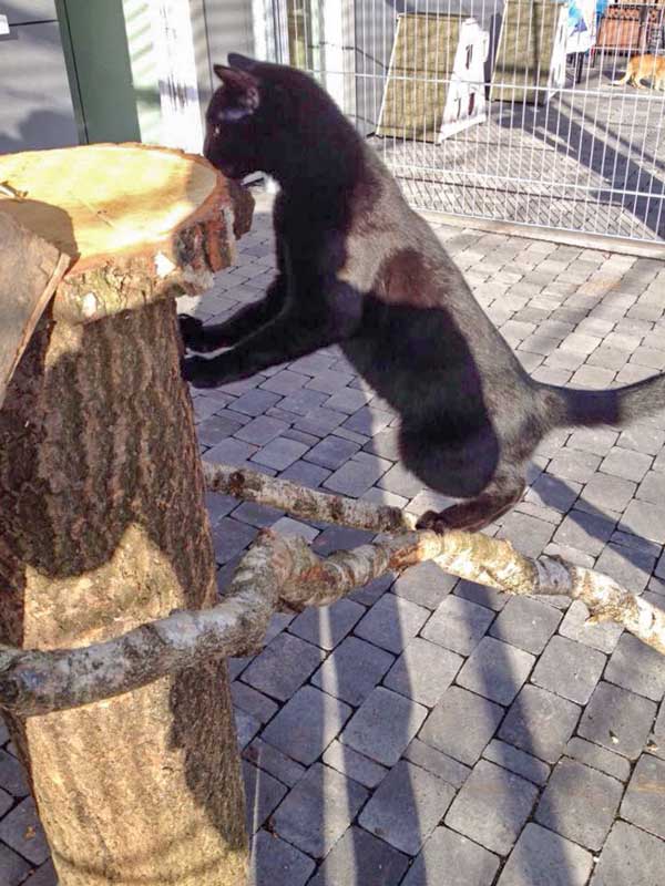 Diego testet die neuen Kratzbäume / © 2015 Arche KaNaum (DN)