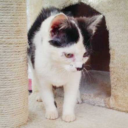 Kätzin Huzelchen Kätzin Huzelchen / © 2015 Arche KaNaum (DN)