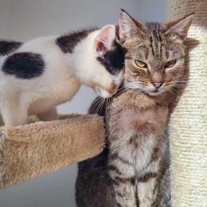 Kätzin Huzelchen (l.) und Kater Lenny Kätzin Huzelchen (l.) und Kater Lenny / © 2015 Arche KaNaum (DN)