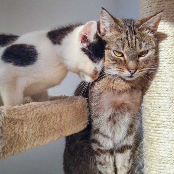 Kätzin Huzelchen (l.) und Kater Lenny Kätzin Huzelchen (l.) und Kater Lenny / © 2015 Arche KaNaum (DN)