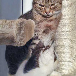 Kätzin Huzelchen (v.) und Kater Lenny Kätzin Huzelchen (v.) und Kater Lenny / © 2015 Arche KaNaum (DN)