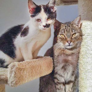 Kätzin Huzelchen (l.) und Kater Lenny Kätzin Huzelchen (l.) und Kater Lenny / © 2015 Arche KaNaum (DN)