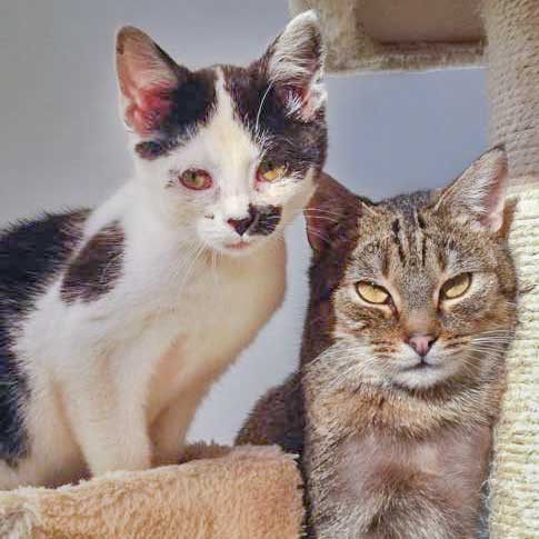 Kätzin Huzelchen (l.) und Kater Lenny Kätzin Huzelchen (l.) und Kater Lenny / © 2015 Arche KaNaum (DN)