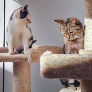 Kätzin Huzelchen (l.) und Kater Lenny Kätzin Huzelchen (l.) und Kater Lenny / © 2015 Arche KaNaum (DN)