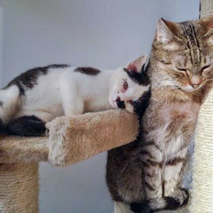 Kätzin Huzelchen (l.) und Kater Lenny Kätzin Huzelchen (l.) und Kater Lenny / © 2015 Arche KaNaum (DN)