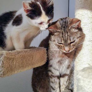 Kätzin Huzelchen (l.) und Kater Lenny Kätzin Huzelchen (l.) und Kater Lenny / © 2015 Arche KaNaum (DN)