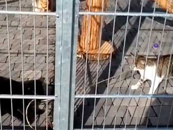 Diego und Conny beim Tauziehen / © 2015 Arche KaNaum (DN)