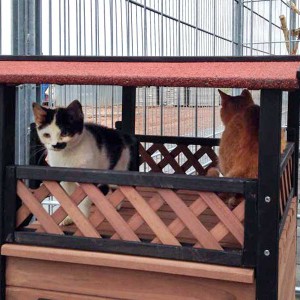 Kätzin Huzelchen (l.) und Kater Bernd geniessen die schöne Aussicht /  © 2015 Arche KaNaum (DN) Kätzin Huzelchen (l.) und Kater Bernd geniessen die schöne Aussicht / © 2015 Arche KaNaum (DN)