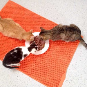 Voll integriert: Kätzin Huzelchen (v-l.) mit Lenny (r.) und Bernd / © 2015 Arche KaNaum (DN) Voll integriert: Kätzin Huzelchen (v-l.) mit Lenny (r.) und Bernd / © 2015 Arche KaNaum (DN)