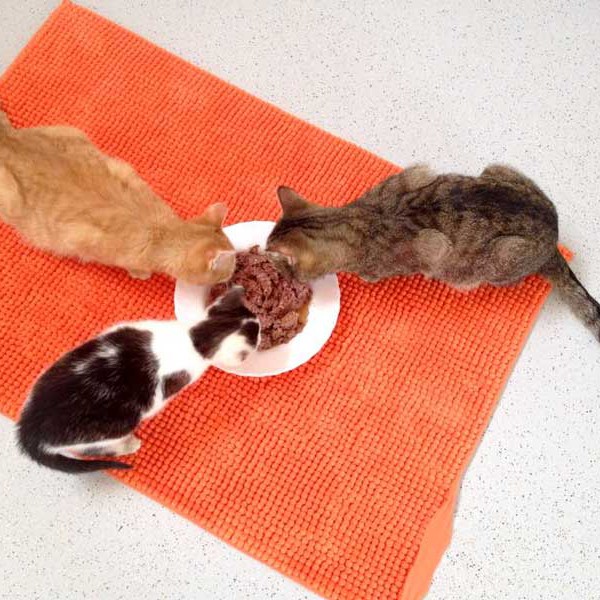 Voll integriert: Kätzin Huzelchen (v-l.) mit Lenny (r.)  und Bernd /  © 2015 Arche KaNaum (DN) Voll integriert: Kätzin Huzelchen (v-l.) mit Lenny (r.) und Bernd / © 2015 Arche KaNaum (DN)