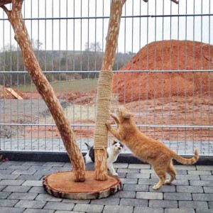 Kätzin Huzelchen (l.) und Kater Bernd  /  © 2015 Arche KaNaum (DN) Kätzin Huzelchen (l.) und Kater Bernd / © 2015 Arche KaNaum (DN)