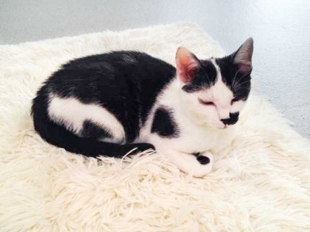 Kätzin Huzelchen / © 2015 Arche KaNaum (DN)