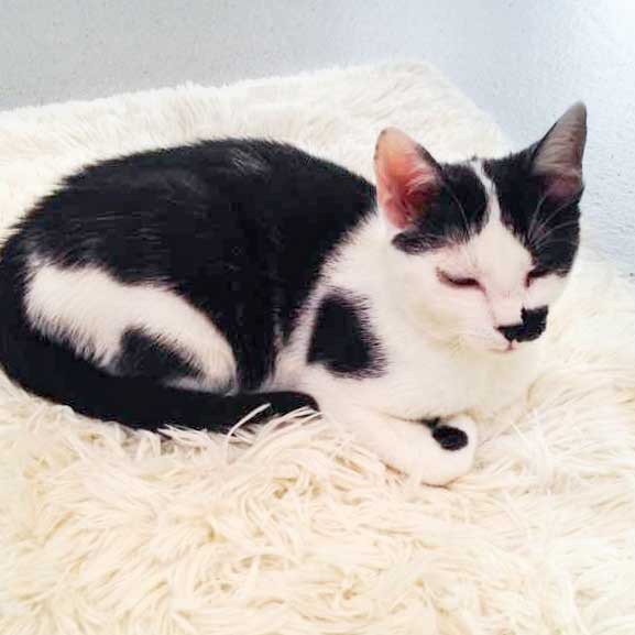 Kätzin Huzelchen / © 2015 Arche KaNaum (DN) Kätzin Huzelchen / © 2015 Arche KaNaum (DN)