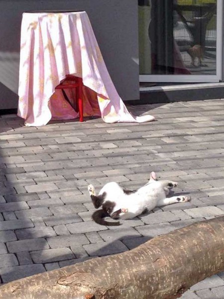 Kätzin Huzelchen ist rollig / © 2015 Arche KaNaum (DN)