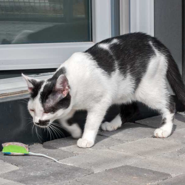 Kätzin Huzelchen / © 2015 Arche KaNaum (NH) Kätzin Huzelchen / © 2015 Arche KaNaum (NH)