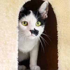 Kätzin Huzelchen / © 2015 Arche KaNaum (NH) Kätzin Huzelchen / © 2015 Arche KaNaum (NH)