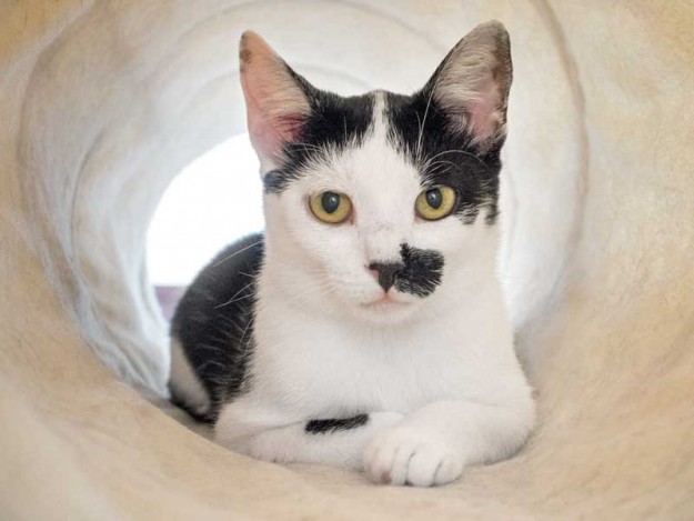 Kätzin Huzelchen / © 2015 Arche KaNaum (NH)