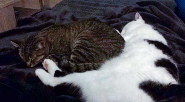 Kater Idefix (r.) mit seiner Katzenfreundin im neuen Zuhause / © 29.11.'15 Privat