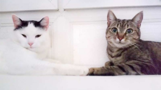 Kater Idefix (l.) mit seiner Katzenfreundin im neuen Zuhause / © 29.11.'15 Privat