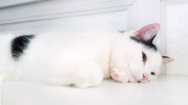 Kater Idefix im neuen Zuhause / © 29.11.'15 Privat