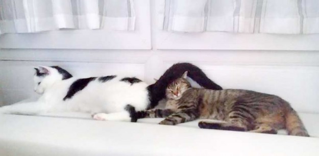 Kater Idefix (l.) mit seiner Katzenfreundin im neuen Zuhause / © 29.11.'15 Privat