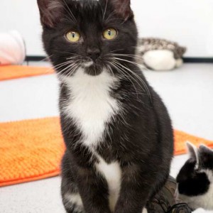 Kätzin Anna  / © 2014 Arche KaNaum (NH) Kätzin Anna / © 2014 Arche KaNaum (NH)