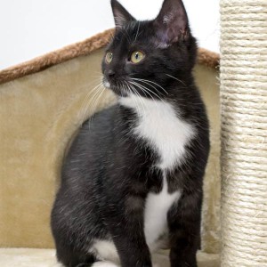 Kätzin Anna / © 2014 Arche KaNaum (NH) Kätzin Anna / © 2014 Arche KaNaum (NH)