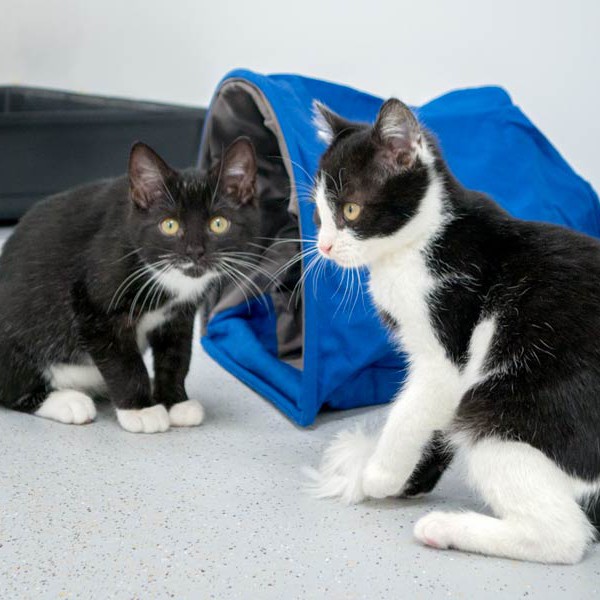 Kätzin Anna (l.) und Kater Peach  / © 2014 Arche KaNaum (NH) Kätzin Anna (l.) und Kater Peach / © 2014 Arche KaNaum (NH)